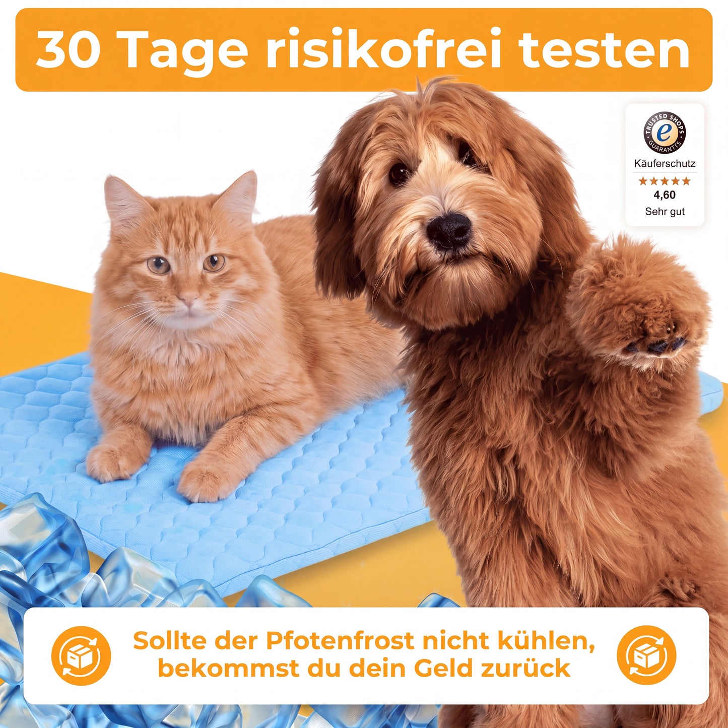 PfotenFrost - Der Bestseller
