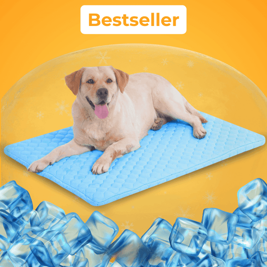 KoelNest – De Bestseller