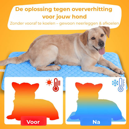 KoelNest – De Bestseller