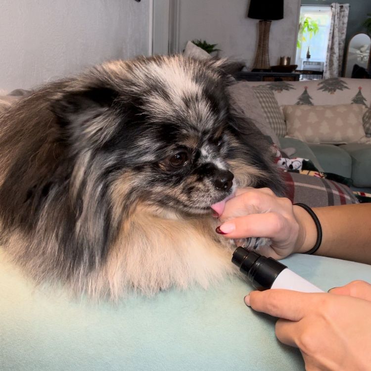 PawCalm™ - De Bestseller